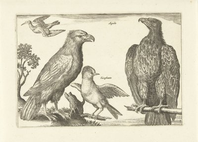 Cuatro pájaros
Pájaros (título de la serie)
Avivm Vivae (título de la serie) de Anonymous