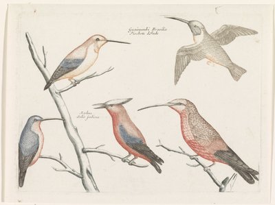 Cinco especies diferentes de colibríes de Anonymous