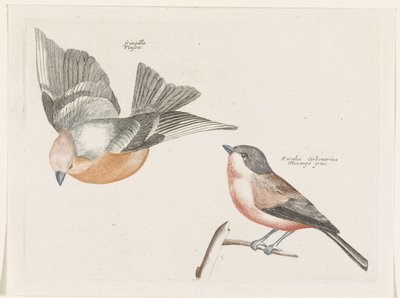 Finch y carbonero gris de Anonymous