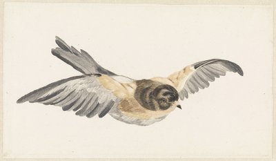 Torreón de Vliegende (Fringilla montifringilla) de Anonymous