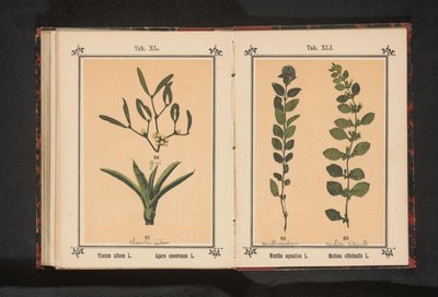 Menta de agua y bálsamo de limón
Mentha aquatica L. Melissa officinalis L. (título del objeto) de Anonymous