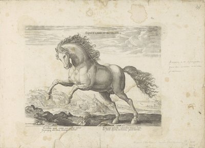 Pardo salvaje Horse Book e Incoposite (título sobre el objeto) Un caballo, en el que se encuentra el más noble de todos los tipos: un personaje distinguido de caballos de varias partes del mundo seleccionados (...) (título de la serie sobre el objeto) de Anonymous