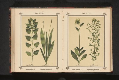 Ortiga blanca y llantén estrecho
Lamium album L. Plantago lanceolata L. (título del objeto) de Anonymous