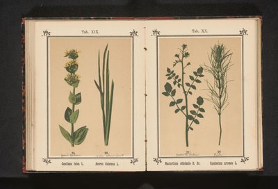 Berros y cola de caballo
Nasturtium officinale R. Br. Equisetum arvense L. (título del objeto) de Anonymous