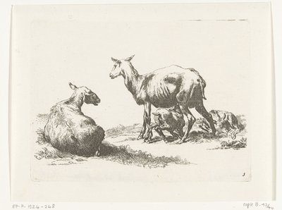 Ovejas lactantes con dos corderos Cabras y ovejas a N.P. Berchem (título de la serie) de Anonymous