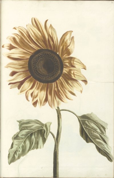 Girasol de Anonymous