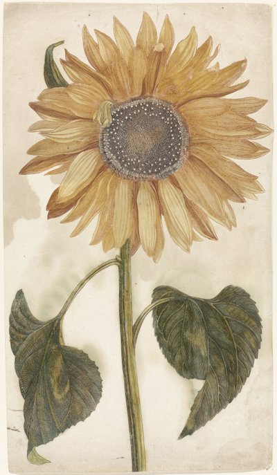 Girasol de Anonymous