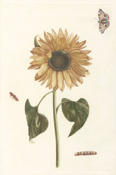 Girasol, oruga y dos mariposas de Anonymous