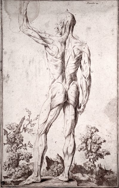 Estudio anatómico del sistema muscular humano de Anonymous Anonymous