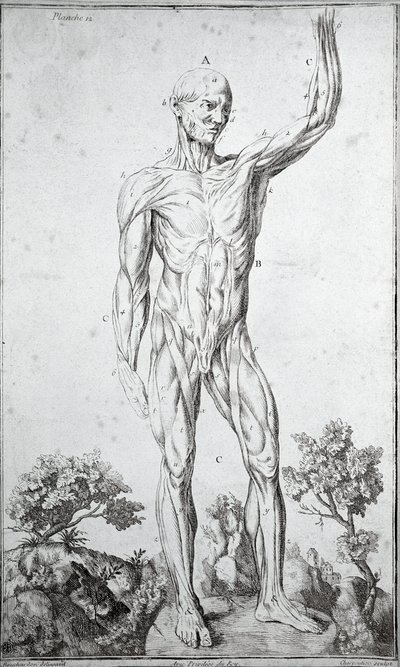Estudio anatómico del sistema muscular humano (grabado) de Anonymous Anonymous