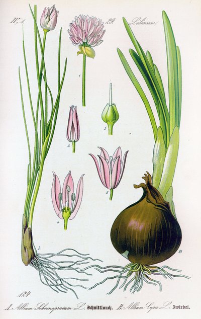Lámina botánica: Allium schoenoprasum (cebollino) y allium cepa (cebolla). Lámina 29. Colección privada de Anonymous Anonymous