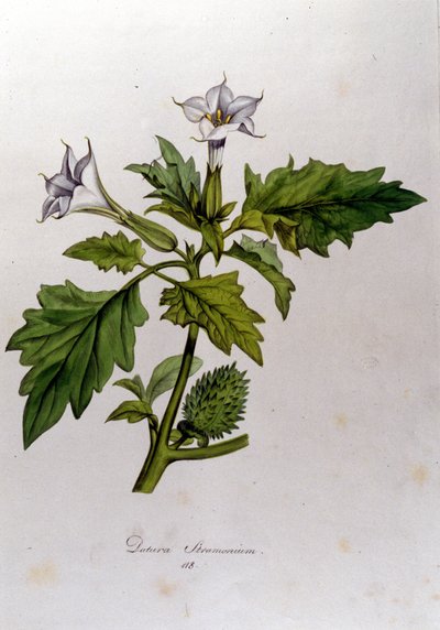 Lámina botánica: Datura Stramonium. Grabado en 