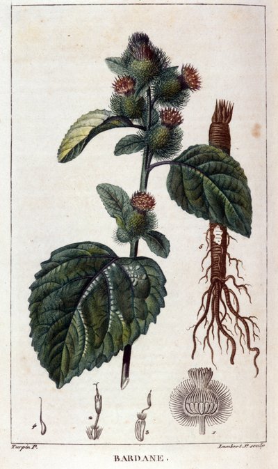 Lámina botánica: bardana (arctium). Grabado en color del siglo XIX de Anonymous Anonymous