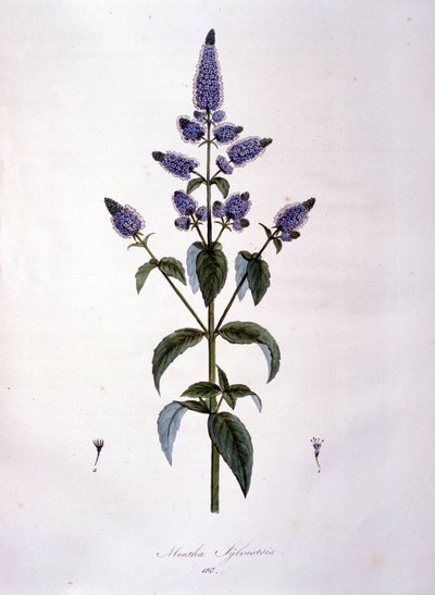 Lámina botánica: menta silvestre (mentha sylvestris). Grabado del siglo XIX de Anonymous Anonymous