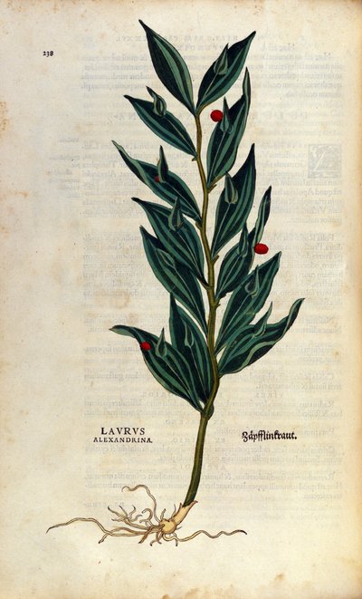 Placa botánica: laurus alexandrina (Laurel de Alejandría). Grabado en "Historia Stirpium" de Leonhart Fuchs (1501-1566), médico y botánico alemán, Bale de Anonymous Anonymous