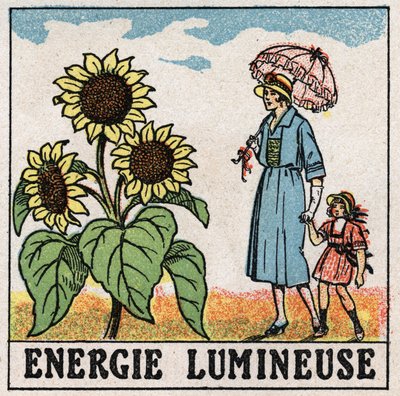 Energía luminosa: el girasol es influenciado por la luz solar. Ilustración anónima de 1925. Colección privada. de Anonymous Anonymous