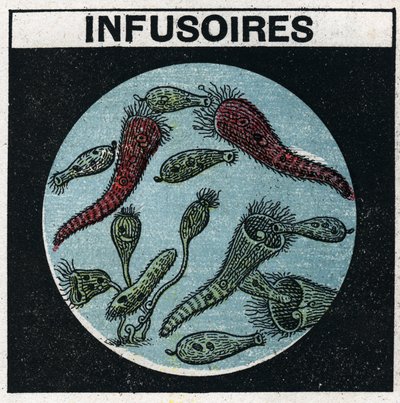 Proyección de luz: uso de una linterna de proyección para observar infusorios. Ilustración anónima de 1925. Colección privada. de Anonymous Anonymous