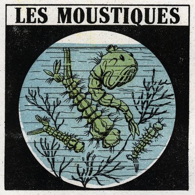 Proyección de luz: uso de una linterna de proyección para observar larvas de mosquitos. Ilustración anónima de 1925. Colección privada. de Anonymous Anonymous