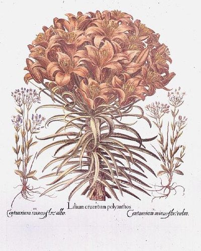 Lirio y Centaurea, Alemán de Anonymous Anonymous