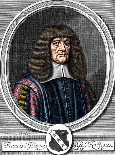 Retrato de Francis Glisson (1599-1677) médico y anatomista británico. de Anonymous Anonymous