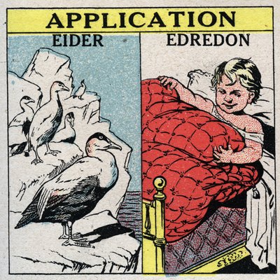Radiación y conductibilidad: las plumas de eider se utilizan para hacer edredones porque retienen una gran cantidad de aire y evitan la convección. Ilustración anónima de 1925. Colección privada. de Anonymous Anonymous