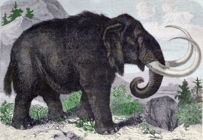 Representación de un mamut. Reconstituido tras los descubrimientos de Adams, miembro de la Academia de San Petersburgo. Grabado de 1867 de Anonymous Anonymous