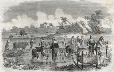 Cultivo de arroz en Manila en Filipinas en 1864. Grabado anónimo. Colección privada. de Anonymous Anonymous