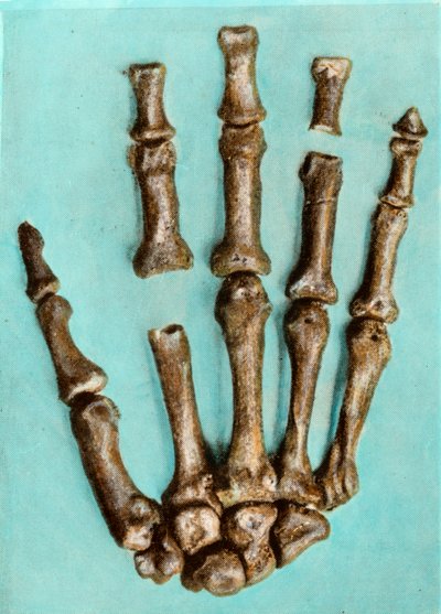 Mano derecha de un esqueleto de mujer del sitio prehistórico de Ferrassie en Dordoña, del período Paleolítico Medio. Grabado. Colección privada de Anonymous Anonymous