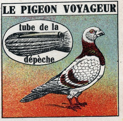 La oficina de correos: el viajero paloma. Ilustración anónima de 1925. Colección privada. de Anonymous Anonymous