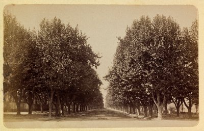 La ciudad de Marsella y sus alrededores alrededor de 1885-1890: el Prado, Colección privada de Anonymous Anonymous