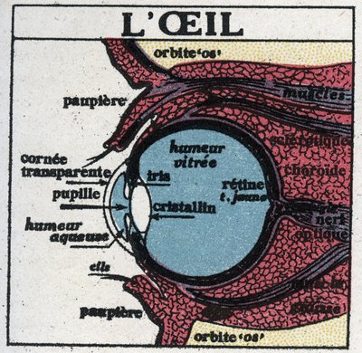 El ojo: sección transversal de un ojo humano. Ilustración anónima de 1925. Colección privada. de Anonymous Anonymous