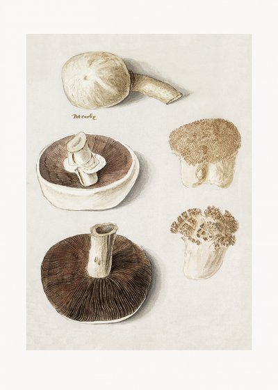 Seta común de prado, Agaricus campestris, en pie de Anselmus Boëtius de Boodt
