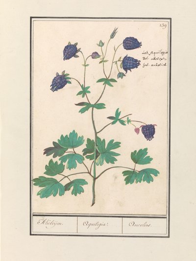 Akelei (Aquilegia)
Akeleies. / Aquilegia. / Aucolied (título en el objeto) de Anselmus Boëtius de Boodt