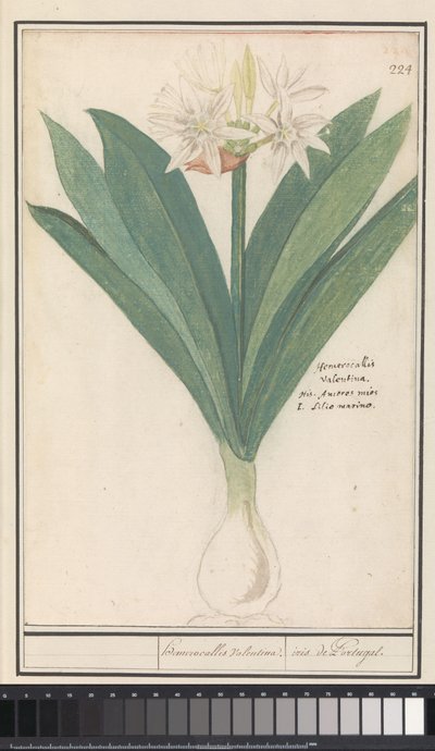 Amarilis (Hippeastrum)
hemerocallis Valentina. / iris de Portugal. (título en el objeto) de Anselmus Boëtius de Boodt