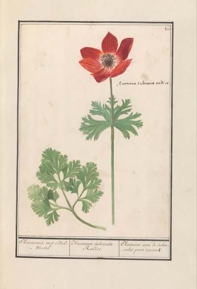 Anemoon (Anémona)
Anemonie met Bol-Wortel / Anemone tuberosa Radice. / Anémona con tubérculos de raíz (título en el objeto) de Anselmus Boëtius de Boodt