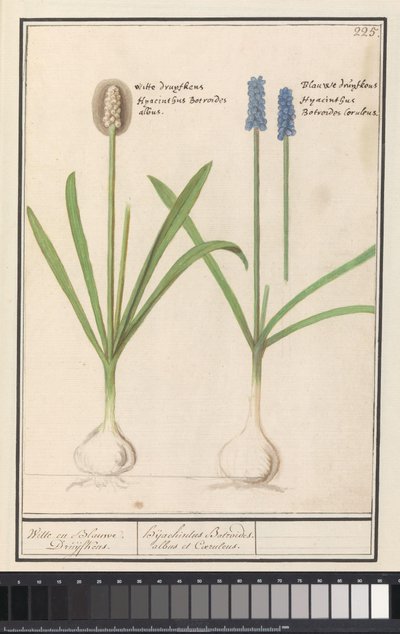 Uvas azules y blancas (Muscari botryoides)
Uvas blancas y azules. / Dhijachintus Botroides. albus et Coeruleus (título en el objeto) de Anselmus Boëtius de Boodt