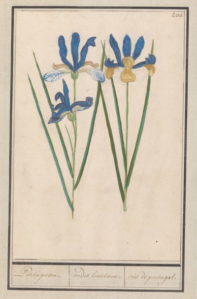 Blauwe lis (Iris sibirica)
Portugeesen. / irides lusitanae. / iris portugal. (título en el objeto) de Anselmus Boëtius de Boodt