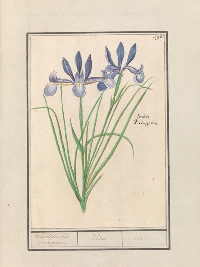 Lirio azul (Iris sibirica)
Fragante lis. portugesen. / irides. / iris. (título en el objeto) de Anselmus Boëtius de Boodt