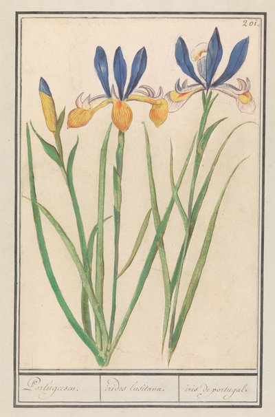 Iris amarillo (Iris sibirica)
Portugués. / irides lusitanae. / iris de portugal. (título en el objeto) de Anselmus Boëtius de Boodt