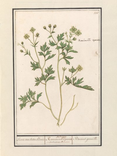 Ranúnculo (Ranunculus)
Especies de flor de mantequilla / Especies de Ranunculi palustris. / Bacinet genoille. (título en el objeto) de Anselmus Boëtius de Boodt