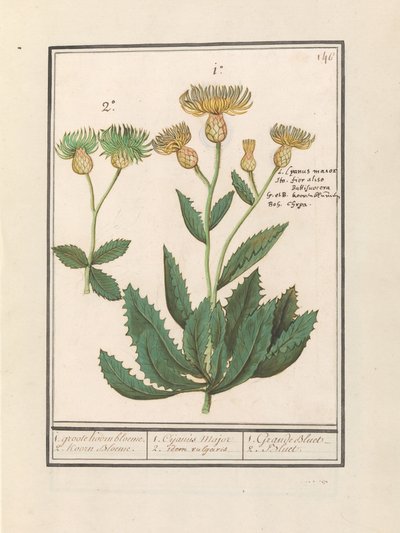 Centauri (Centaurea).
1. gran aciano. 2. Flujo de cuernos. / 1. Cijanus Major / 2. idem vulgaris. / 1. grande bluet. / 2. Bluet. (título en el objeto) de Anselmus Boëtius de Boodt