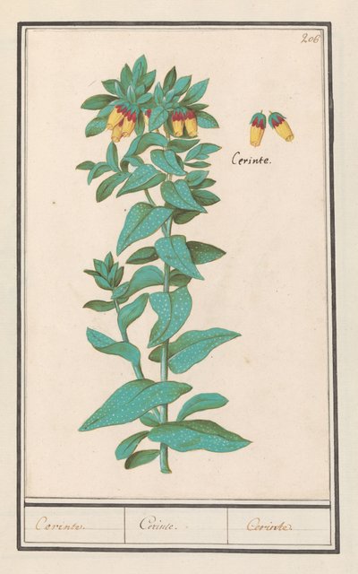 Cerinthe (Cerinthe major)
Cerinte. / Cerinte. / Cerinte. (título en el objeto) de Anselmus Boëtius de Boodt