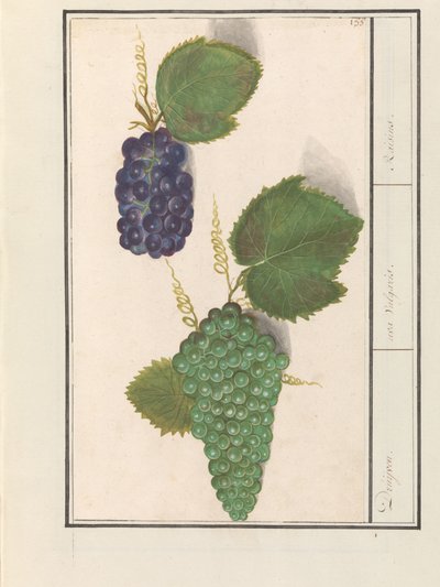 Uva (Vitis vinifera)
Uva. / uva Vulgaris. / Pasas (título en el objeto) de Anselmus Boëtius de Boodt