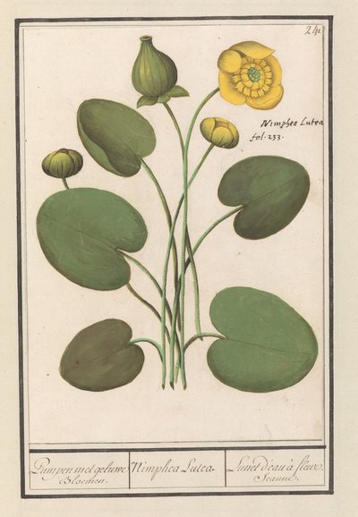 Gele plomp (Nuphar lutea)
Pumpen met geluwe Bloemen / Nimphea Lutea / Nenúfar de flor amarilla (título en el objeto) de Anselmus Boëtius de Boodt