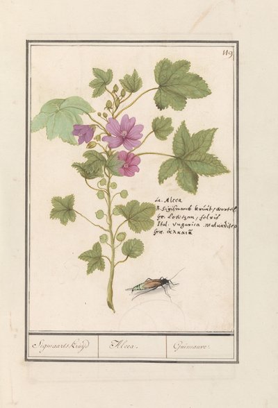 Hierba de los quesos (Malva sylvestris)
Hierba Sigmaards / Alcea. / Guimauvre. (título en el objeto) de Anselmus Boëtius de Boodt