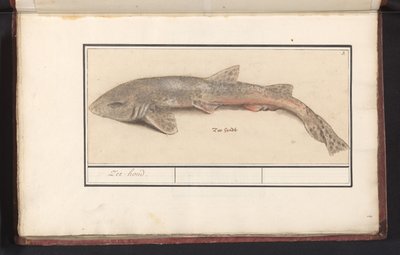 Hondshaai (Scyliorhinus canicula)
Zee-hond (título del objeto) de Anselmus Boëtius de Boodt