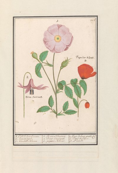 Peral (Erythronium), rosa silvestre (Rosa) y una amapola (Papaver)
1. Sólo la rosa de Bosch. 2. puesto para perros. 3. Kankel Bloeme. / 1. Rosa Silvestris. 2. Dens Canisus 3. Amapola Rheas. / 1. Rose de bois gratte cul 2. Dent de Chien. 3. Pavot. (título  de Anselmus Boëtius de Boodt