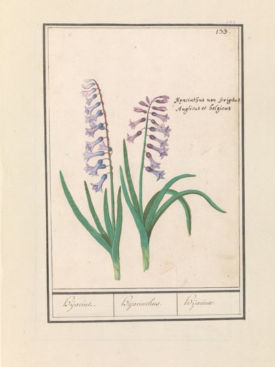 Hijacinto (Hyacinthus orientalis)
Hijacint. / Hijacinthus. / Hijacinte. (título del objeto) de Anselmus Boëtius de Boodt