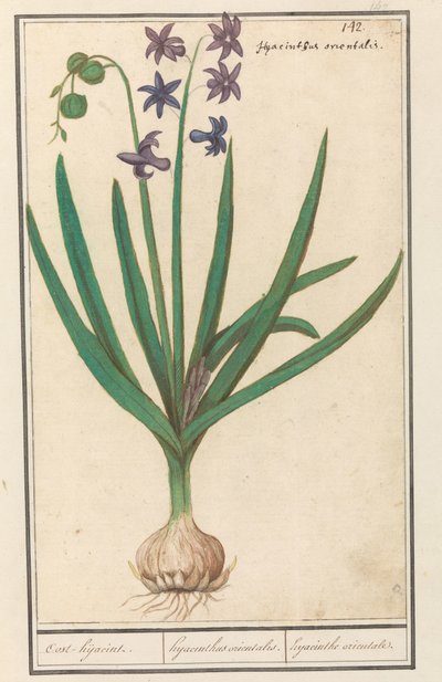 Jacinto (Hyacinthus orientalis)
Oost-hijacint. / Hyacinthus orientalis. / hyacinthe orientale (título en el objeto) de Anselmus Boëtius de Boodt