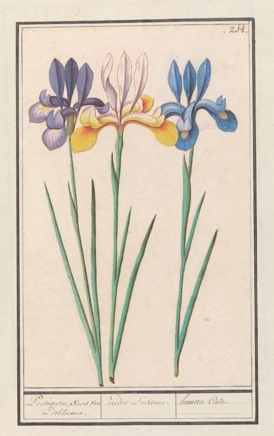 Iris (Iris sibirica)
Portugesen, especies de flores Lis. / irides Lusitanae. / hemero Cale. (título en el objeto) de Anselmus Boëtius de Boodt